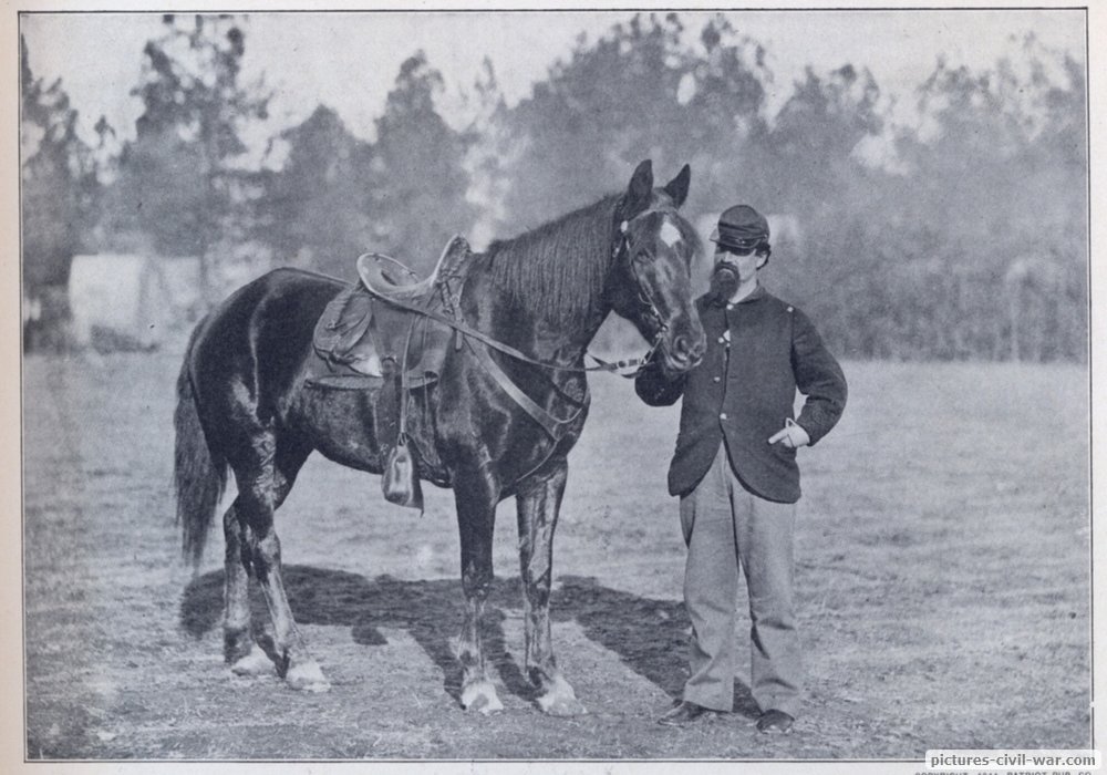 cavalry horse